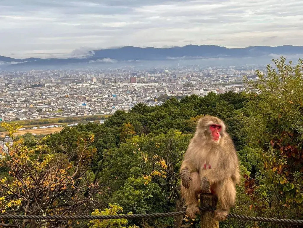 Monkey on the Monkey mountain in Kyoto, Japan