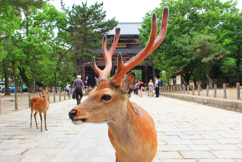 Free-roaming deer in Nara Park